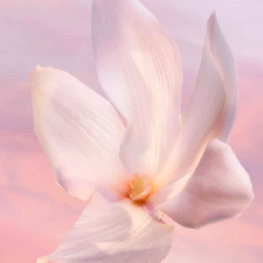 LANCÔME LA VIE EST BELLE VANILLA NUDE - PARFUMSKA VODA