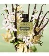 VALENTINO DONNA BORN IN ROMA GREEN STRAVAGANZA - PARFUMSKA VODA
